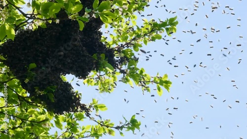 A swarm of bees is circling in the air. Methods of reproduction of bees by the method of swarming. Slow-motion video.