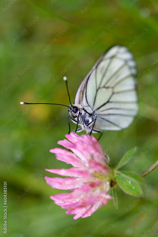Aporia crataegi Aporia crataegi