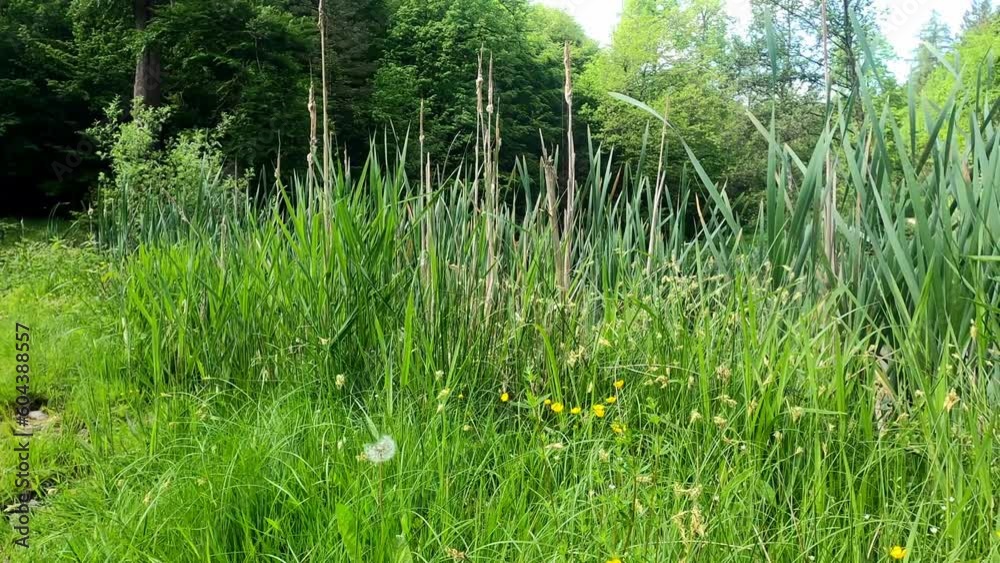 deciduous forest with forest edge and lush green and sunshine through the leaves