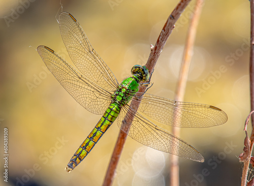 Western Pondhawk Dragonfly © Riverwalker