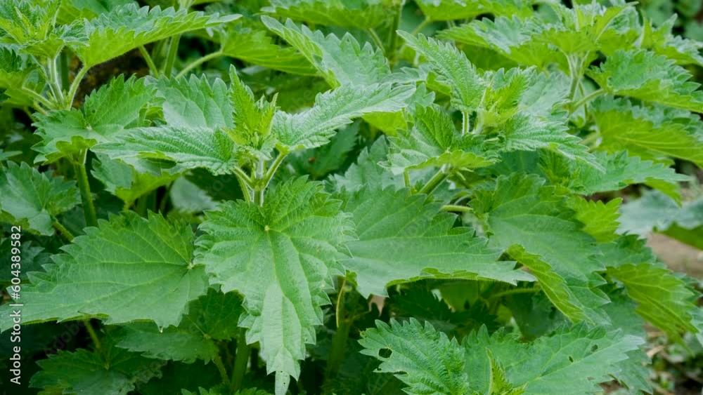 Video of a plant nettle. Nettle with fluffy green leaves. Background Plant nettle grows in the ground. Nettle on a natural background in the morning. Video of a plant nettle. Nettle with fluffy green leaves. Background Plant nettle grows in the ground. Nettle on a natural background in the morning.