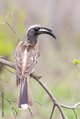 African Grey Hornbill (Tockus nasutus epirhinus) male, Limpopo, South Africa photo