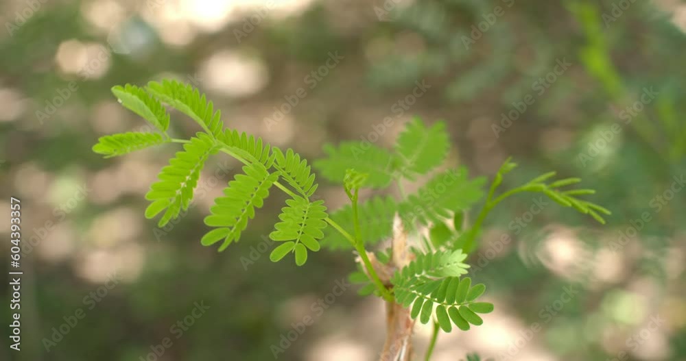 Tamarind leaves are emerging from the original tree.Tamarind sapling with light green leaves.Tamarind tree. Tamarind leaves are emerging from the original tree.Tamarind sapling with light green leaves.Tamarind tree.