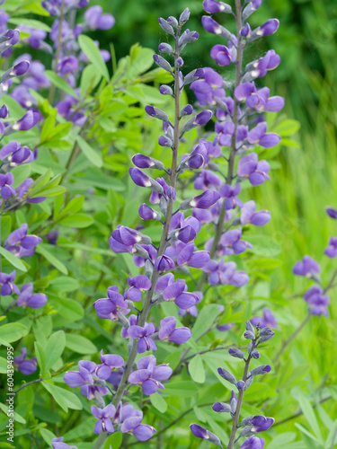 Baptisia australis called Blue wild indigo  bleu lupine-like flowers in erect spikes above a foliage mound of clover-like  trifoliate  bluish-green leaves   