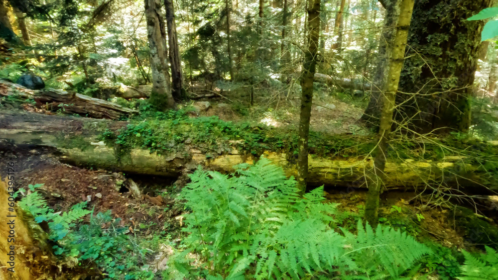 Fototapeta premium wild forest green leafage - plants, trees and scrubs - photo of nature