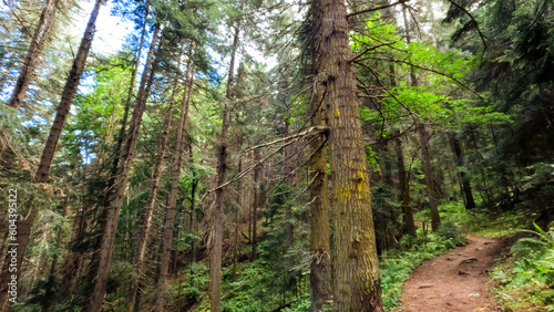 wild green woods in mountain ridge - backpacking ground trail - photo of nature