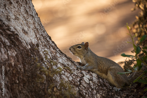 Squirrel in a tree, close up © David