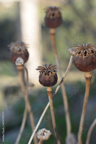 Dry capsule of poppy (Papaver sp.)