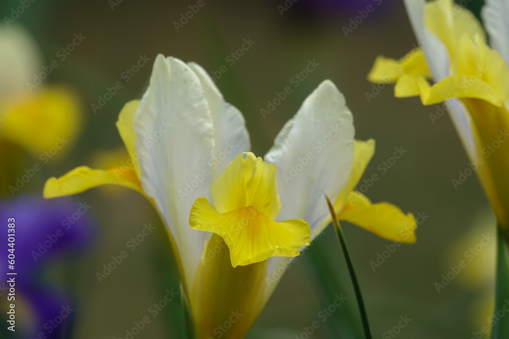 Fototapeta premium yellow iris flower in the garden 