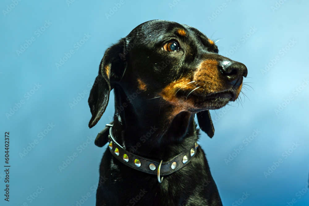 Front view of small, black dachshund puppy standing, going, walking, looking at camera, thoughtful. Studio shot