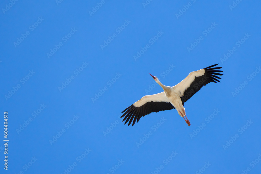 Fototapeta premium flying white storks, ciconia ciconia, in Andalusia near Jerez de la Frontera, Spain