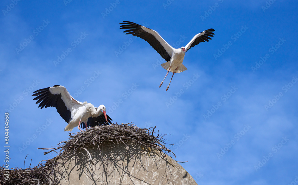 white storks, ciconia ciconia, nesting in a storks colony in Andalusia near Jerez de la Frontera, Spain white storks, ciconia ciconia, nesting in a storks colony in Andalusia near Jerez de la Frontera, Spain
