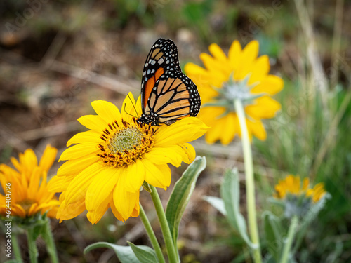 Small Monarch Butterfly on a yellow flower © knowlesgallery