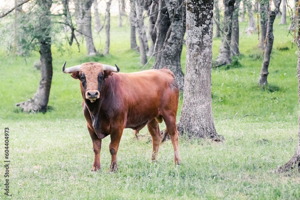 Brown fighting bull peacefully and free in a meadow, used in Spain to be tortured and killed during bullfights for fun. Selective focus, concepts. Brown fighting bull peacefully and free in a meadow, used in Spain to be tortured and killed during bullfights for fun. Selective focus, concepts.
