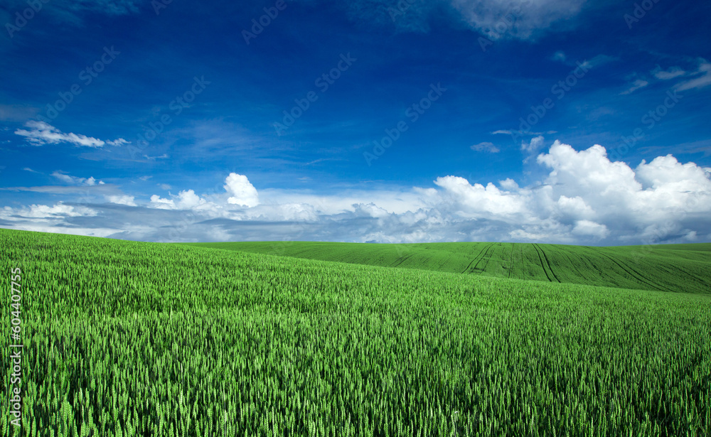 Obraz premium field of grass and perfect sky