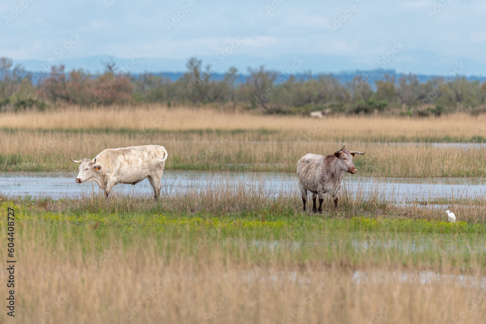 Cows grazing in a swamp in the Rhone delta. Cows grazing in a swamp in the Rhone delta.