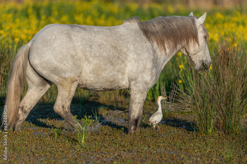 Camargue horse and cattle egret (Bubulcus ibis) in symbiosis in a marsh blooming with yellow irises. Camargue horse and cattle egret (Bubulcus ibis) in symbiosis in a marsh blooming with yellow irises.