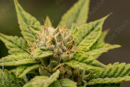 Indoor cannabis plants in a medical garden
