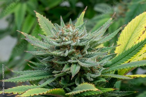 Indoor cannabis plants in a medical garden