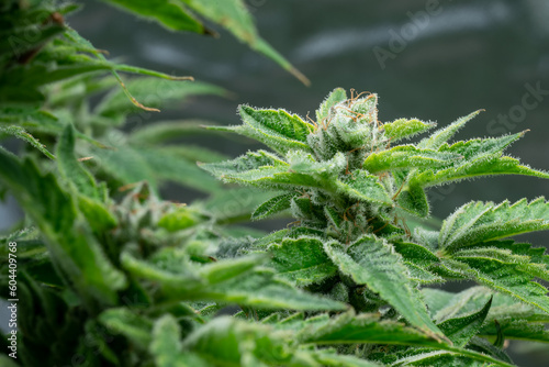Indoor cannabis plants in a medical garden