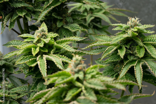 Indoor cannabis plants in a medical garden