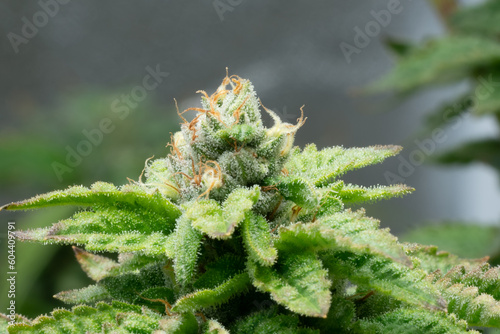 Indoor cannabis plants in a medical garden