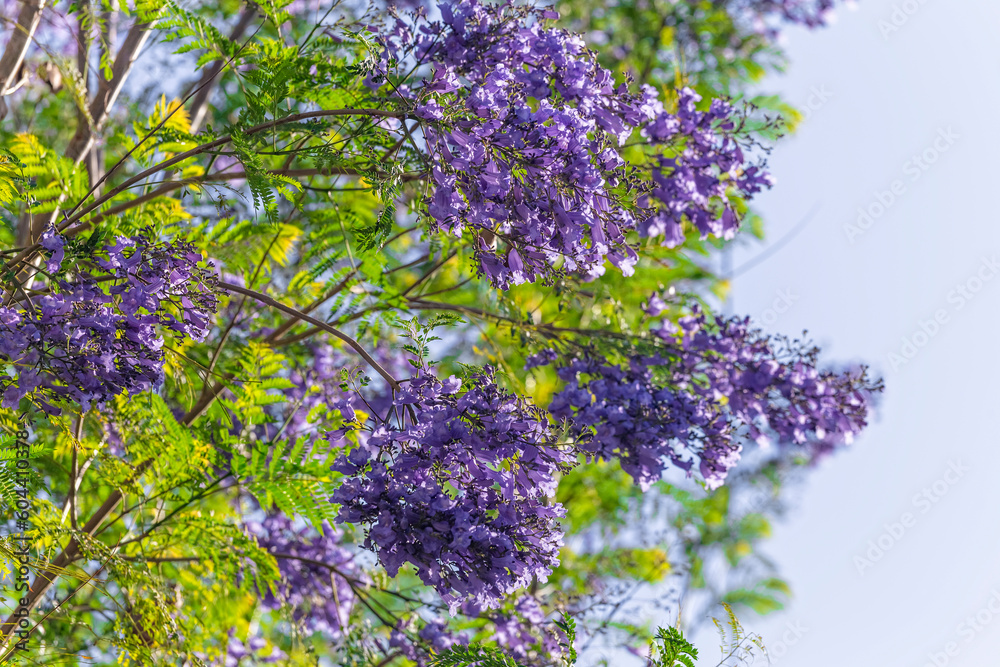 Obraz premium Close up of Violet blue purple flowers of the Jacaranda Mimosifolia tree, jacaranda, blue jacaranda, black poui, Nupur, fern tree or Sigalon in Israel in the spring.