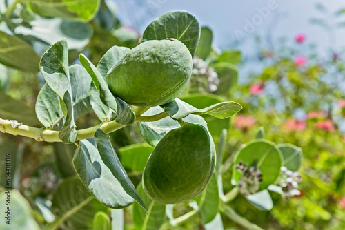 Fruits of calotropis procera(Sodom apple) tree also known as Apple of Sodom, king's crown, rubber bush, rubber tree in Israel near the Dead Sea.