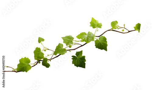 Leaves isolated on white background, vine isolated. PNG component, Generative AI.