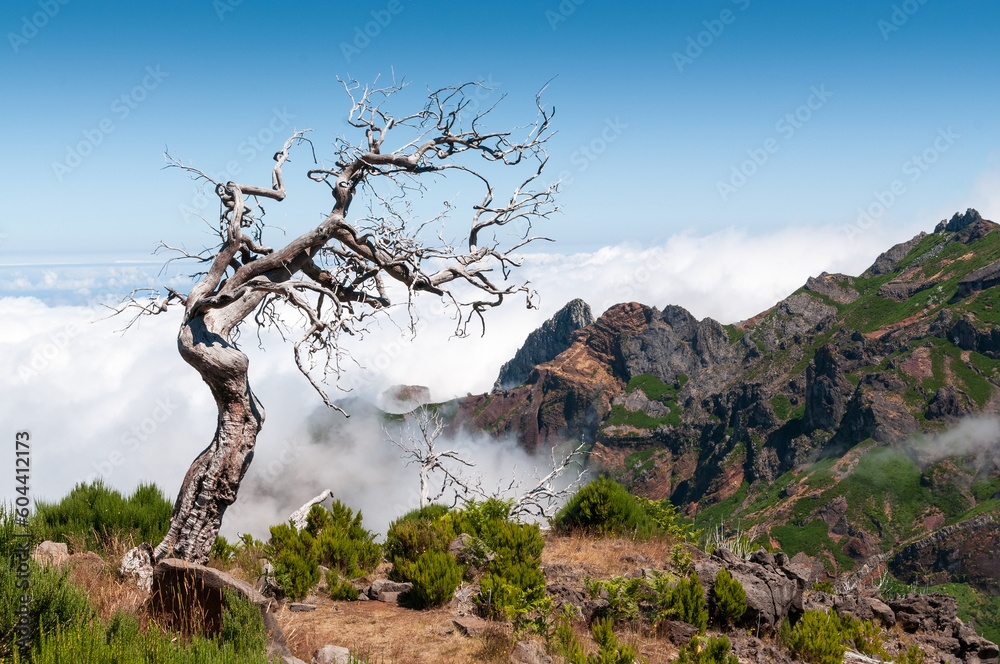 Panorámica de las montañas con niebla de Madeira, Portugal, con un árbol seco en primer término. Panorámica de las montañas con niebla de Madeira, Portugal, con un árbol seco en primer término.