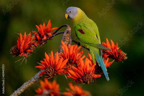  blossom headed parakeet parrot from satchori forest, sylhet, bangladesh 