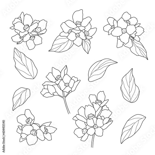 Vector set of hand drawn of flowers isolated on white background. Outline bouquet leaves element clip art for design. Hand drawn contour lines.
