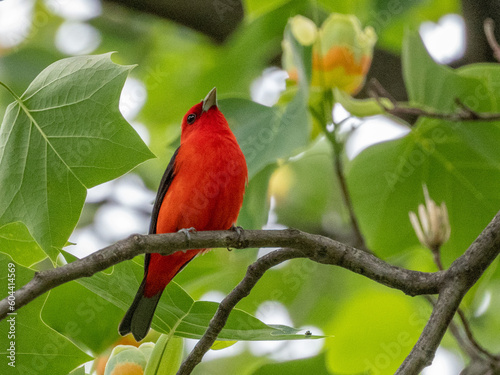Scarlet Tanager Perching