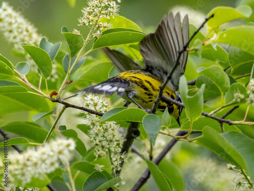 Magnolia Warbler