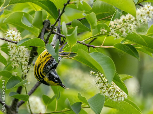 Magnolia Warbler