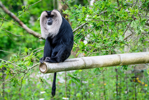 The lion-tailed macaque, also known as the wanderoo, is an Old World monkey endemic to the Western Ghats of South India. photo