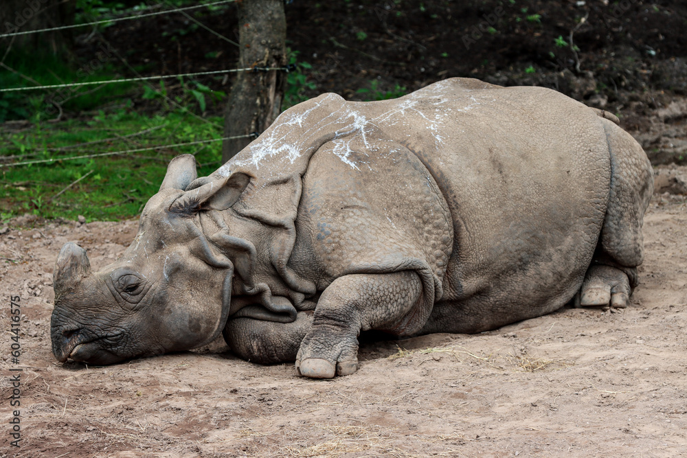 Indian Rhino, possessing body like armor, its skin is a highly distinctive characteristic, its single horn distinguishes this rhinoceros from its African counterparts, all of whom possess two horns. Indian Rhino, possessing body like armor, its skin is a highly distinctive characteristic, its single horn distinguishes this rhinoceros from its African counterparts, all of whom possess two horns.