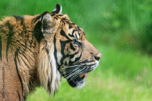 A Sumatran Tiger, which originally inhabits the Indonesian island of Sumatra. It was classified as critically endangered by IUCN in 2008. photo