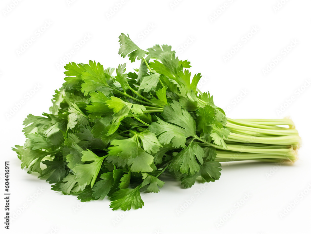 A bunch of fresh parsley on a white background A bunch of fresh parsley on a white background