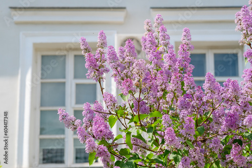 Spring lilac flowers with old wooden window and white cement wall at home