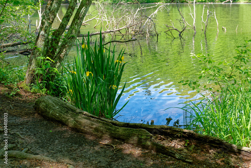 Yellow irises along the river