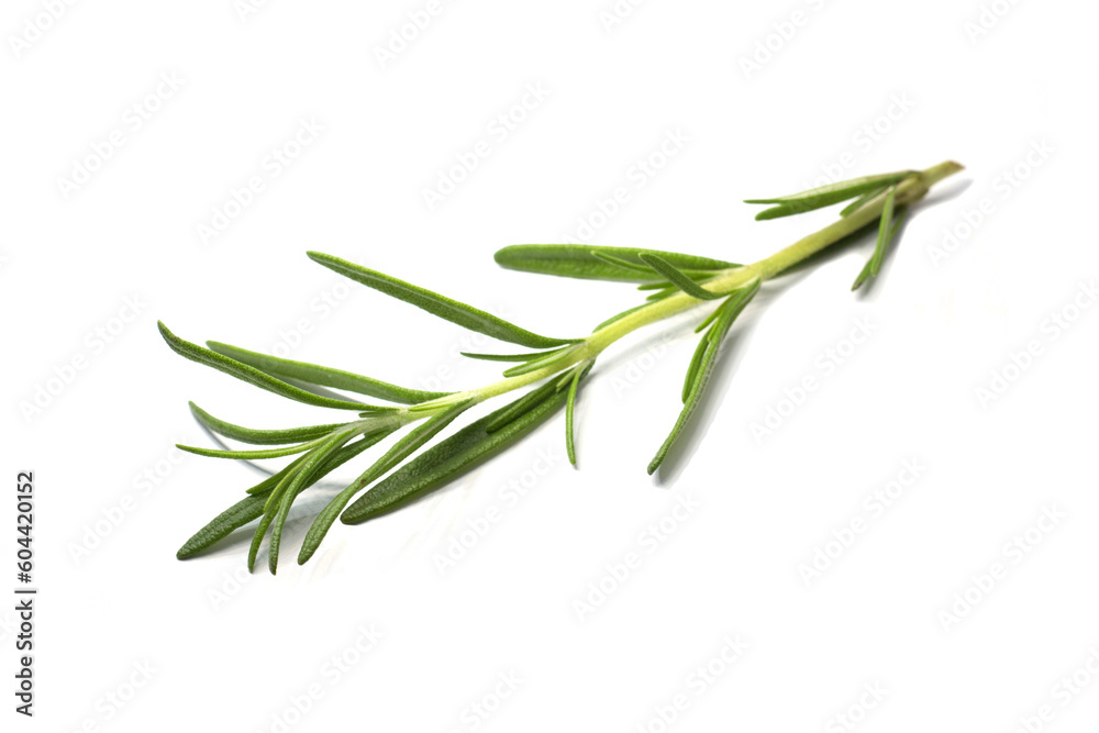Fresh green rosemary on a white background. Rosemary branch. Fresh green rosemary on a white background. Rosemary branch.