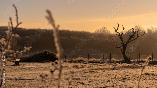 A bench with a gorgeous countryside view of a lone tree in the Clent Hills of Worcestershire photo