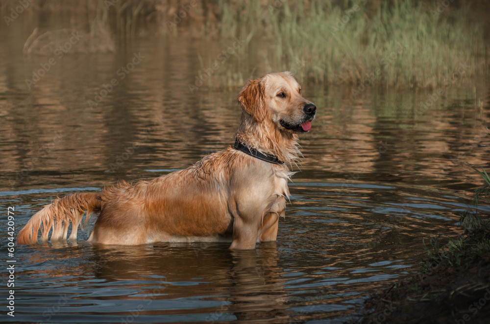 golden retriever dog walking on the river beautiful portrait
