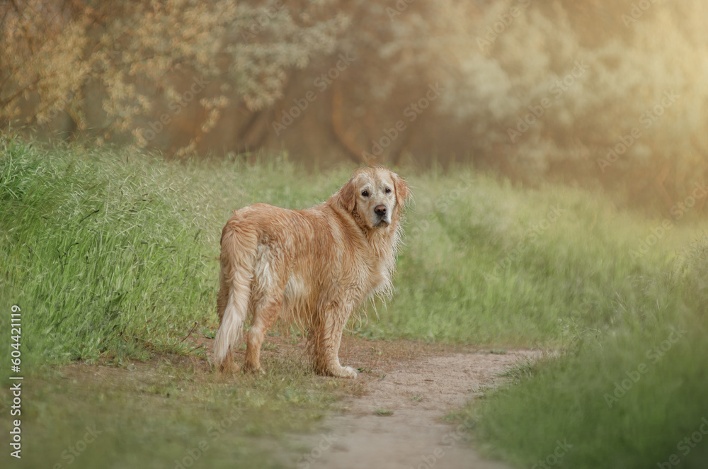 golden retriever beautiful full-length portrait of a dog in nature