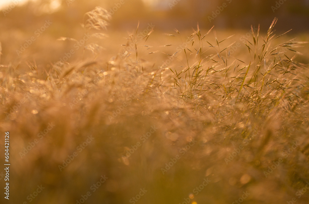 field grass in the rays of the sunset bokeh background