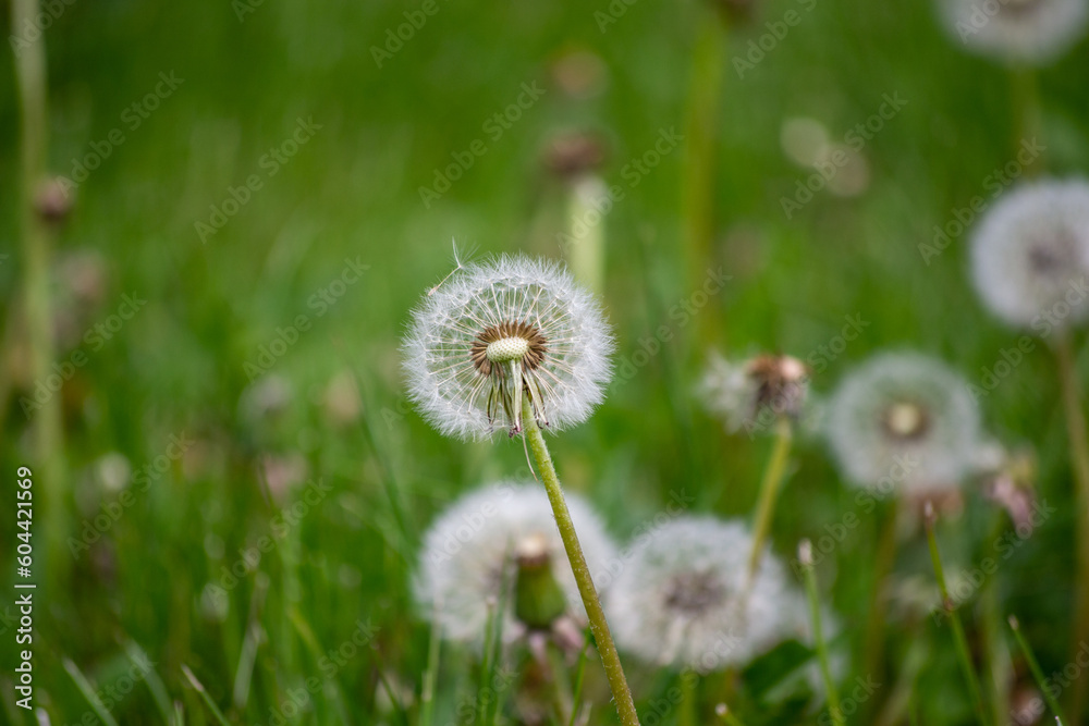 dandelion in grass dandelion in grass