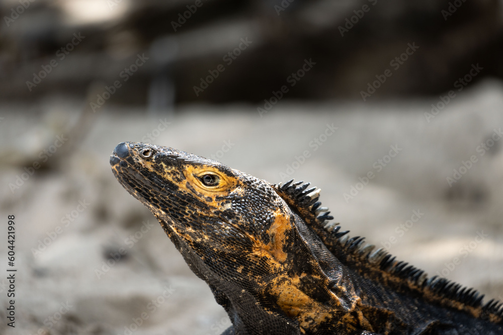 Portrait of an iguana. Exotic iguana. Iguana portrait Portrait of an iguana. Exotic iguana. Iguana portrait
