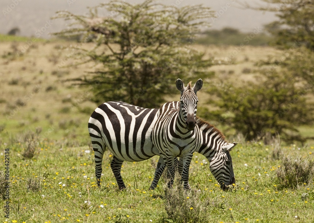 Zebras Standing and Grazing Zebras Standing and Grazing