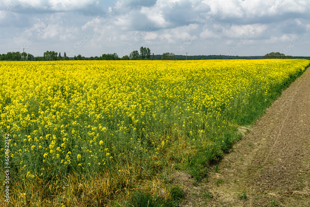 Fototapeta premium widok na kwitnące pole rzepaku